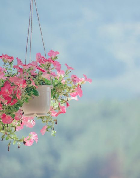 pink petaled flower plant inside white hanging pot