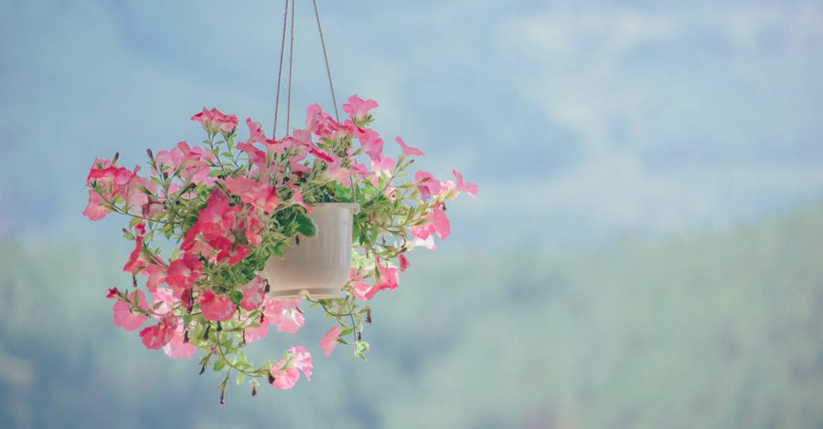 pink petaled flower plant inside white hanging pot